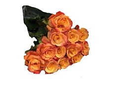 Orange Roses - 40 / 50 cm Pack 100