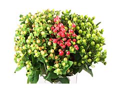 Hypericum — assorted