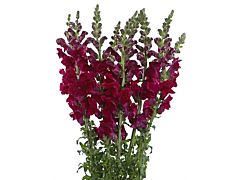 Snapdragon burgundy