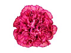 Carnation Zulu