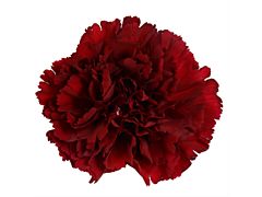 Carnation Burgundy