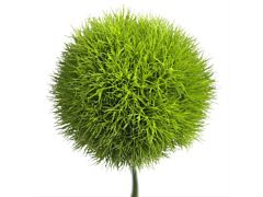 Dianthus