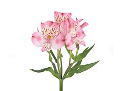 Alstroemeria  LIght Pink