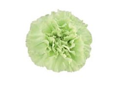 Carnation light Green