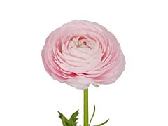 Ranunculus - light pink