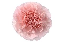 Carnation light pink