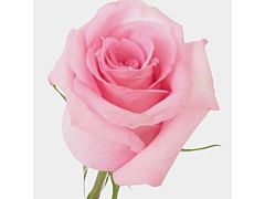 50ct Bulk Flowers Fresh Dark Pink Roses