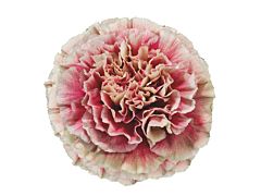 Carnation Merleto Crimson