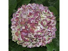 Hydrangea Red Antique