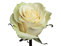 White Rose Mondial