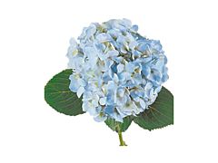 Hydrangeas Blue Select