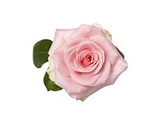 Light Pink Rose Sophie