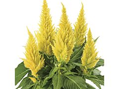 Celosia Yellow