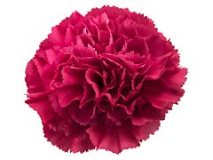 Carnation hot pink