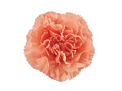 Carnation Coral
