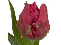 Tulip Parrot Marvel