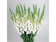 Snapdragon white