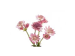 Astrantia Pink