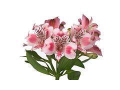 Alstroemeria Pink