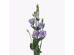 Lisinthus - lavender