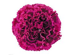 Carnation fushia pink