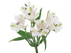 Alstroemeria  White