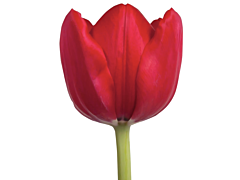 Standard Tulips - red