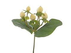 Hypericum —  Creamy white