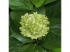 Hydrangeas Mini Green - Light