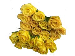 Yellow  Roses - 40 / 50 cm  Pack 100