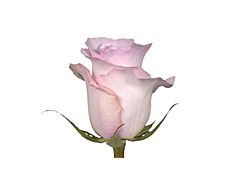 Blush Pik Rose Chrysta