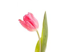 Standard Tulips - hot pink