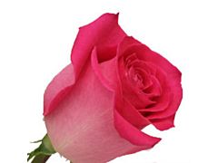 Hot Pink Rose Topaz