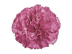 Carnation Aminco Lavender