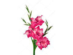 Gladioulus — hot pink