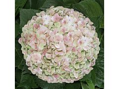 Hydrangeas Green Antique