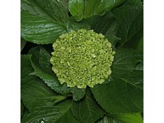 Hydrangeas Mini Green - Dark