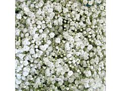 Gypsophila Million Star