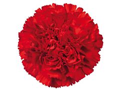 Carnation Red