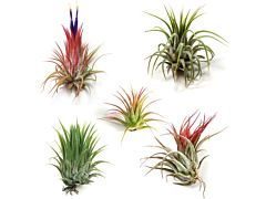 Succulents  Air Plants - small