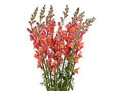 Snapdragon orange