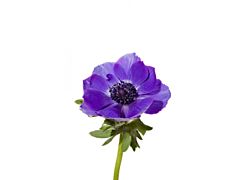 Anemone Purple