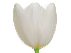 Standard Tulips - white