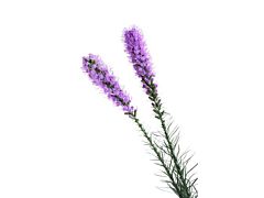 Liatris