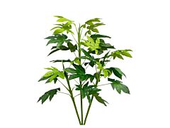 Aralia