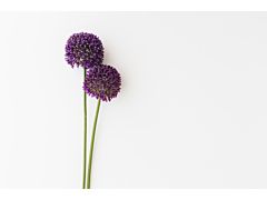 Allium  Ø 3 cm