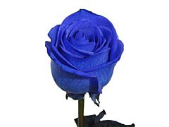 Blue Tinted Roses