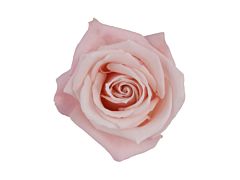 Blush pink rose Sweet Escimo