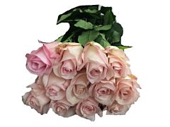 Light Pink Roses - 50 cm   Pack 100