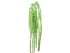 Amaranthus Hanign Green